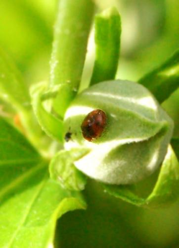 Scymnus subvillosus